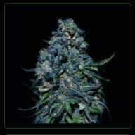 Blackkush