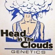 HITCgenetics