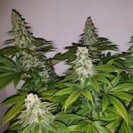 Buddaone1