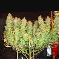 Stashthehash
