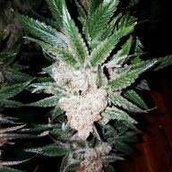 CamoGrows