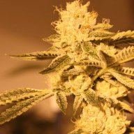 NORCAL247