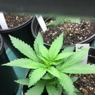 GrowNE420