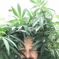 MattyGrows