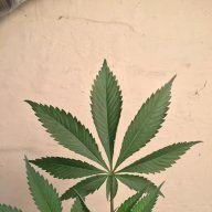 CannaMagi