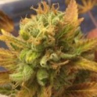 Stoney M