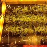 OGKUSH 99