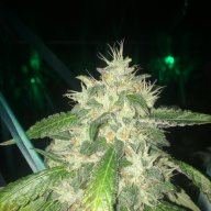 Smokey2bear