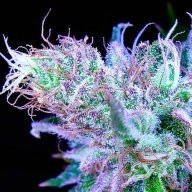 HappyJack420