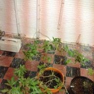 Hillfruit77