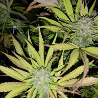 Blazingirl