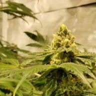 BugsBunny420