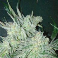 OGgenetics