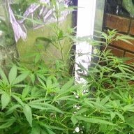 SirKushman