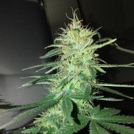 Leelandgrow4