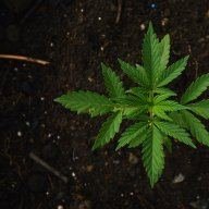 GreenZion