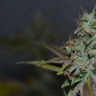 scrogking