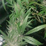 GYPSYUKGROW