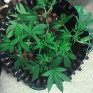 imgreen2