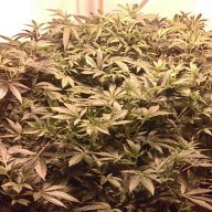 Caligreen420