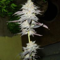 Bud Man