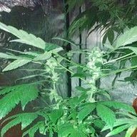 Solidhippy
