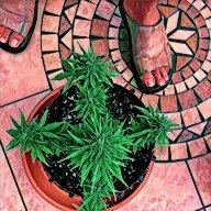 Xhale