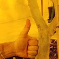 stickyshrubs