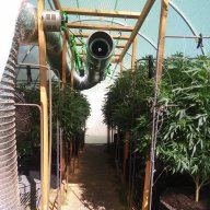 1stGHgrow