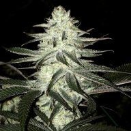 Exotics