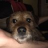budboy