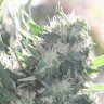 CannaCrone