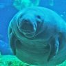 FatManatee