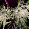 Grower211