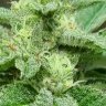 average grow