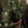 Gingerkush
