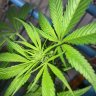 CannaGas