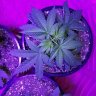 Indica13