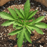 OG.Pheno