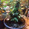 420galgrower