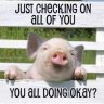 Pig0959