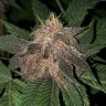 Colo.Farms