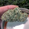 Coastalgrow1