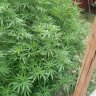 Steven42024