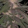 HomeGrown209