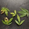 Ladyleaf