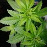 Alien88