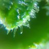 Elpono