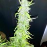 JC420BigBud