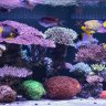 Reefnjunkie
